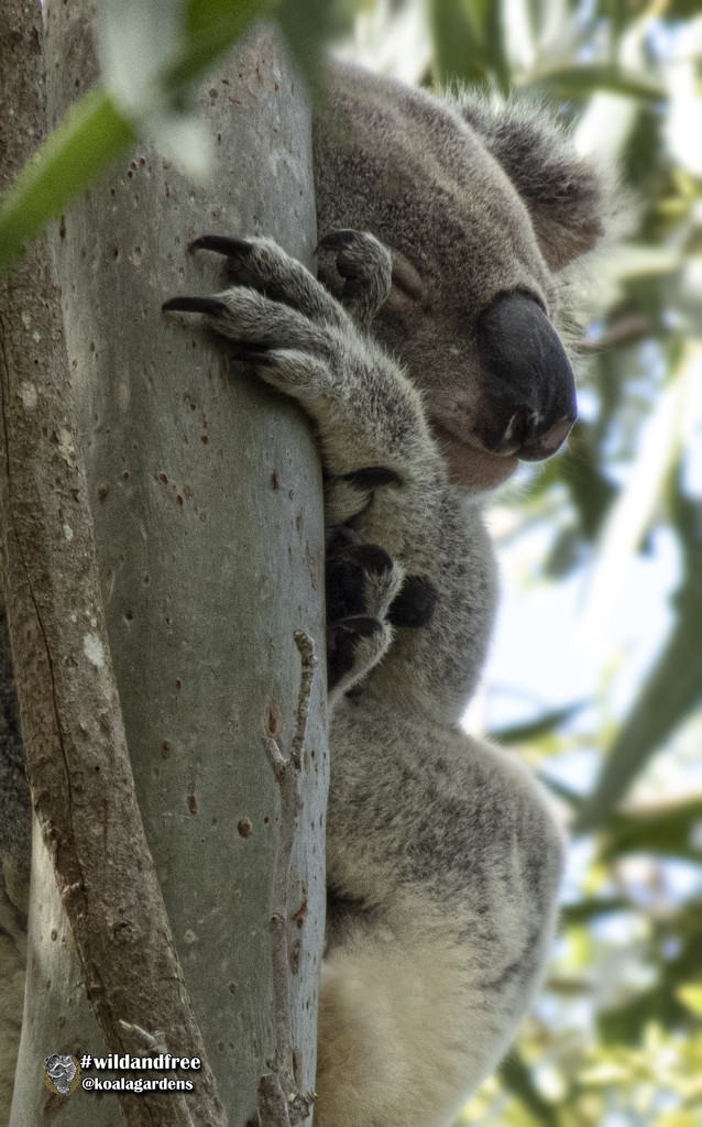 another halfer by koalagardens