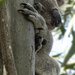 another halfer by koalagardens