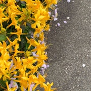 8th May 2020 - Half yellow flowers /half ground. 