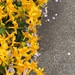 Half yellow flowers /half ground.  by cocobella