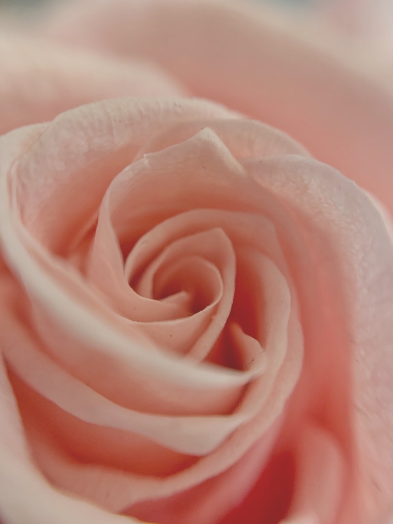 Rose.  by cocobella