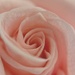 Rose.  by cocobella