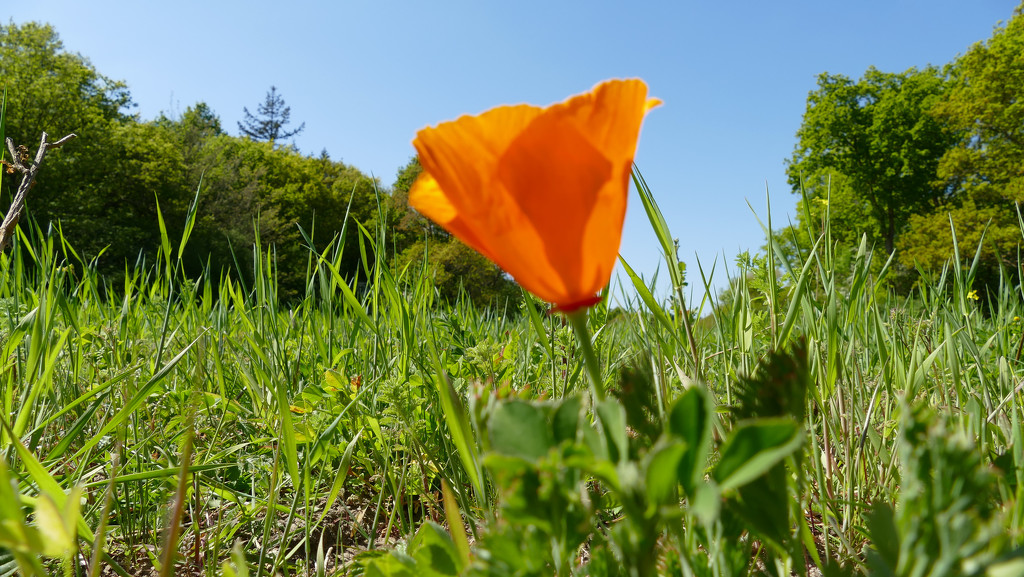 one poppy in the field by marijbar
