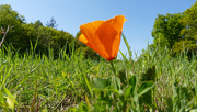 6th May 2020 - one poppy in the field