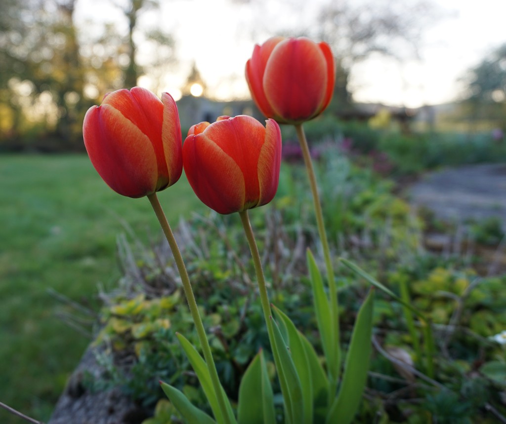 Tulips on the patio edge by sarah19