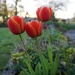 Tulips on the patio edge by sarah19