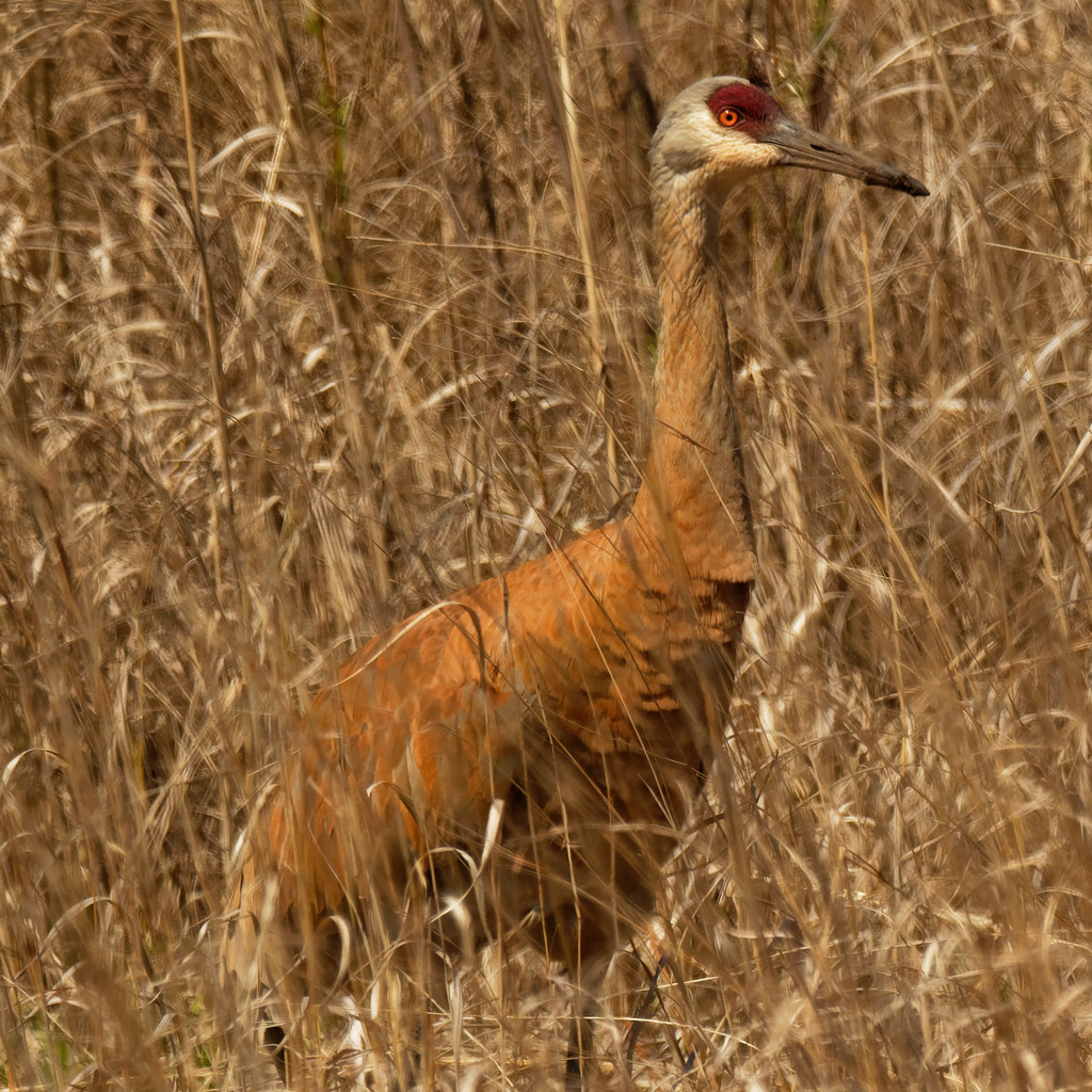 Sandhill crane by rminer