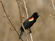 6th May 2020 - Red-winged blackbird