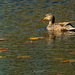Female mallard swimming by lily pads by rminer