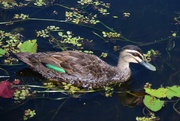 7th May 2020 - Pacific Black Duck ~     