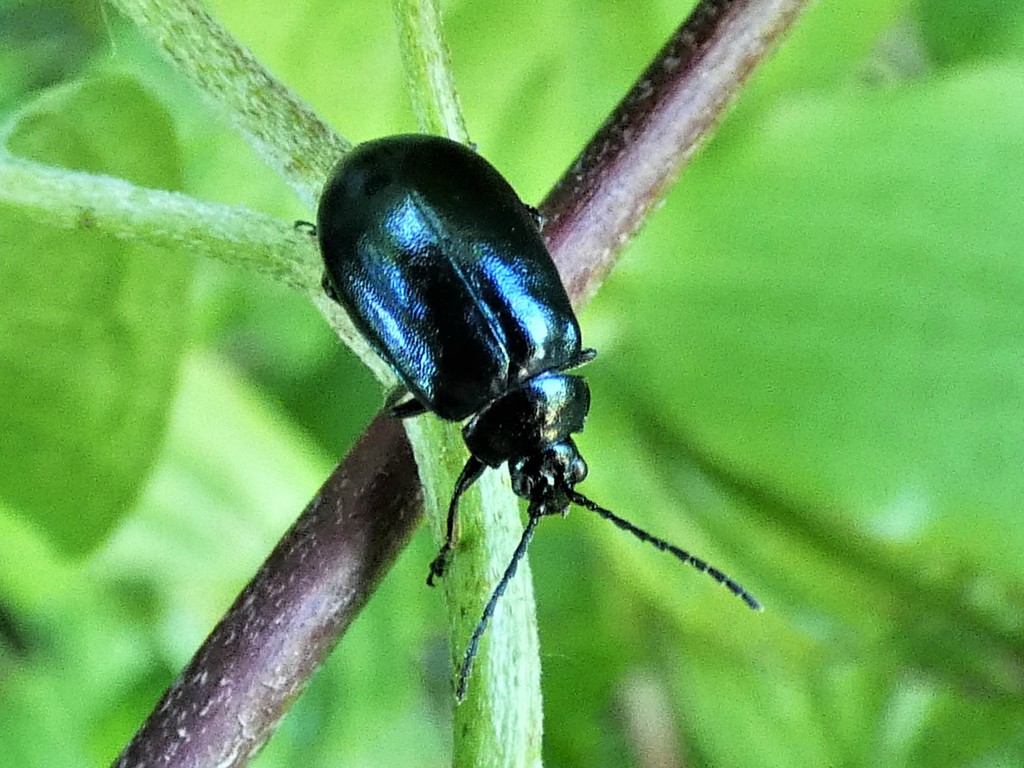 Alder Leaf Beetle by julienne1