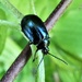 Alder Leaf Beetle by julienne1