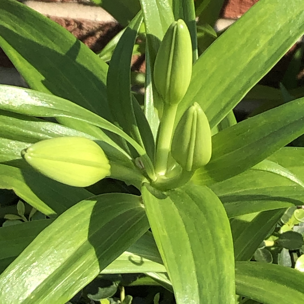 Lily buds in the sun by homeschoolmom