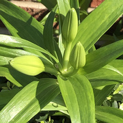 5th May 2020 - Lily buds in the sun