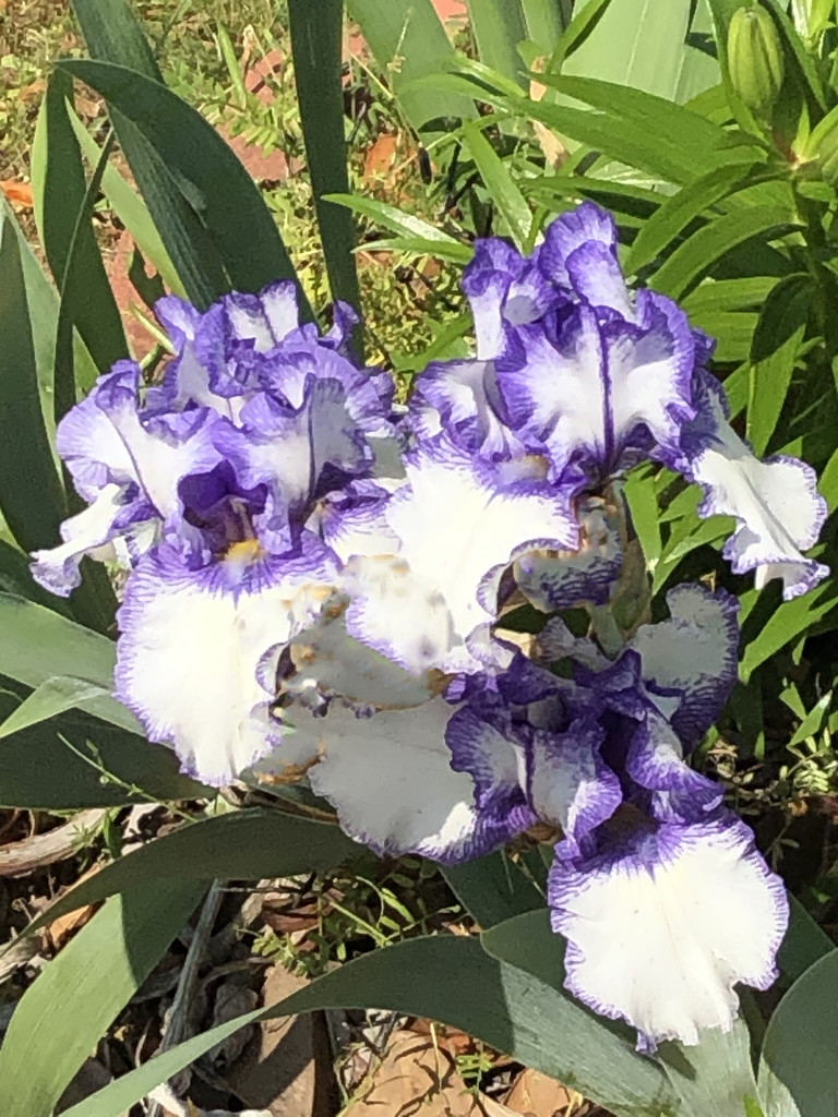 Purple trimmed Iris by homeschoolmom