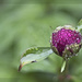 Rainy Day Peony by lstasel
