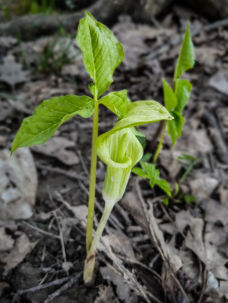 Jack-in-the-pulpit by houser934