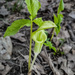 Jack-in-the-pulpit by houser934