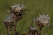 6th May 2020 - Thistle...