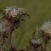 Thistle... by thewatersphotos