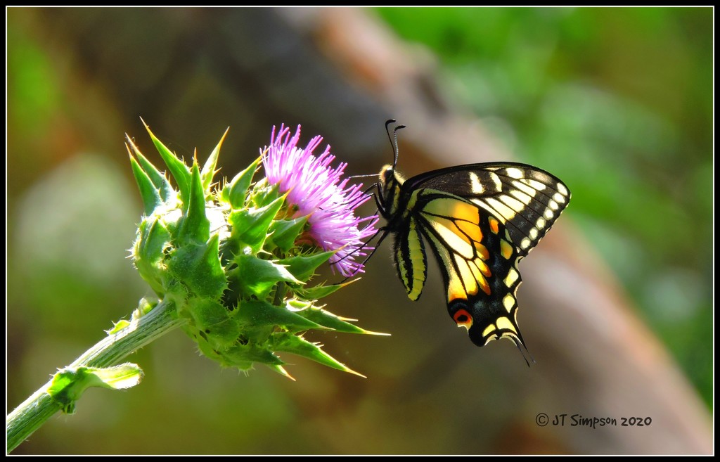 Swallowtail Butterfly on Thistle. by soylentgreenpics