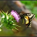 Swallowtail Butterfly on Thistle. by soylentgreenpics