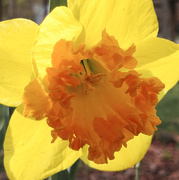 1st May 2020 - Daffodil close up