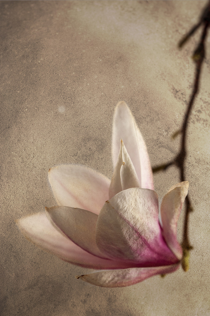 Magnificent Magnolia by pdulis