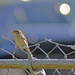 Bird on a Wire.