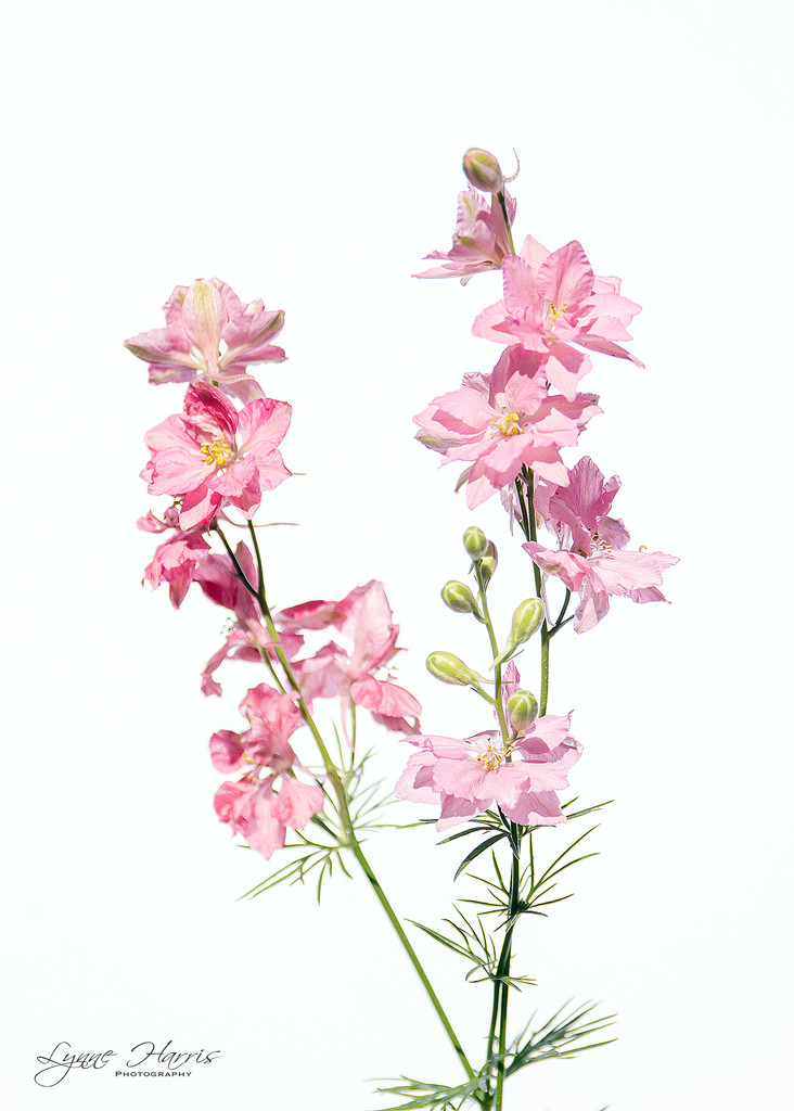 Little Pink Wildflowers by lynne5477