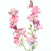 Little Pink Wildflowers by lynne5477