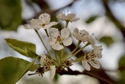 6th May 2020 - Crabapple blooms 