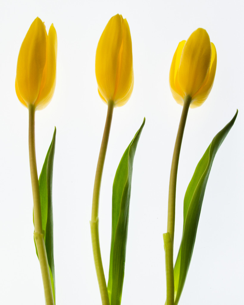  Tulips by sprphotos