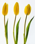 23rd Apr 2020 -  Tulips
