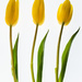  Tulips by sprphotos