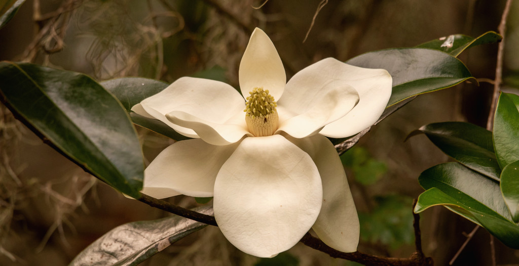 Magnolia Bloom! by rickster549