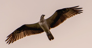 6th May 2020 - Osprey Floating in Air!