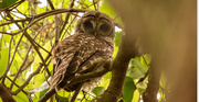 6th May 2020 - Barred Owl Keeping an Eye on Me!