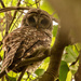 Barred Owl Keeping an Eye on Me! by rickster549