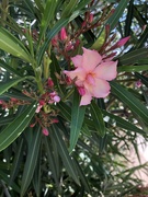 6th May 2020 - Oleander
