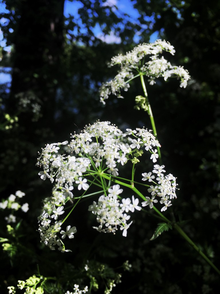 Cow parsley by pattyblue