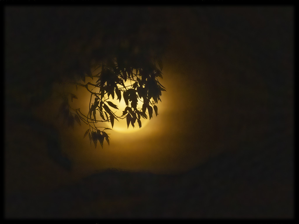 bad moon rising by koalagardens