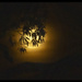 bad moon rising by koalagardens