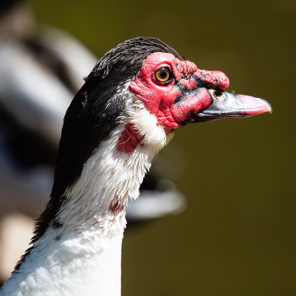 Muscovy duck by pamknowler