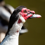 7th May 2020 - Muscovy duck