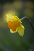 6th May 2020 - The daffodil