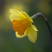 The daffodil by fayefaye