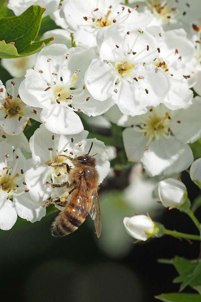 Honeybee (Apis mellifera) by philhendry