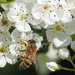 Honeybee (Apis mellifera) by philhendry