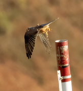 7th May 2020 - kestrel taking off from his lookout post